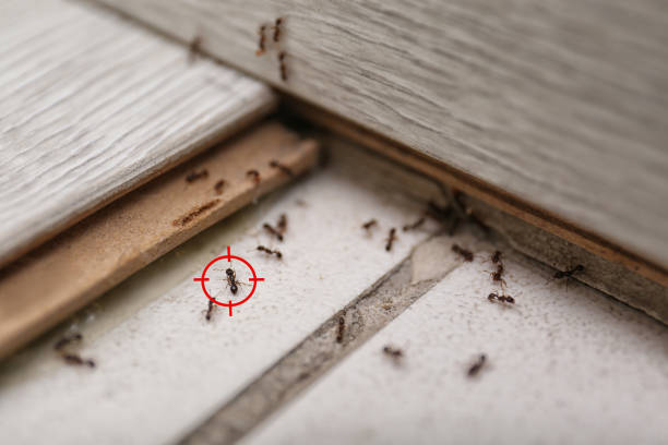 Best Bed Bug Extermination  in Meadowlakes, TX