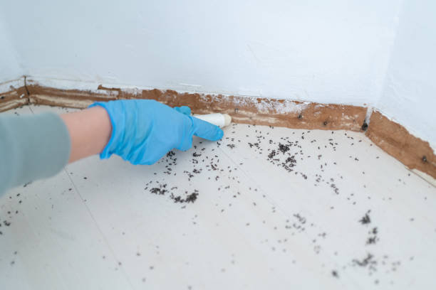 Best Pest Control for Homes  in Meadowlakes, TX